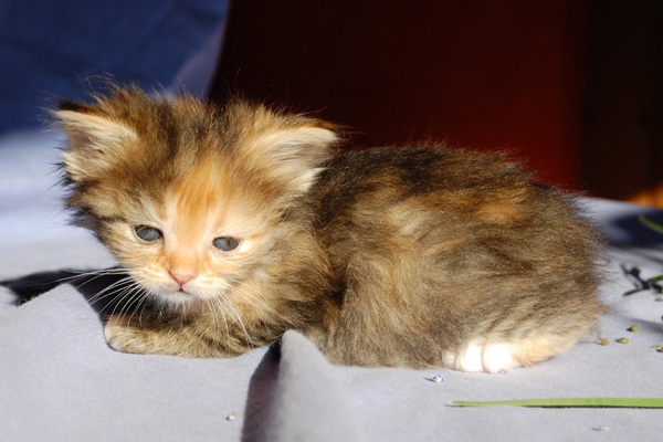 Qayasha, 6 Wochen.jpg